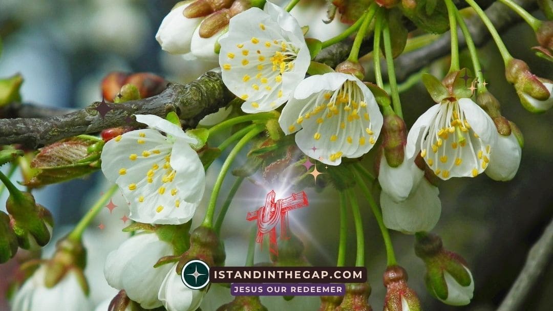 Fragrance of Christ: A Daily Devotional (2 Corinthians 2:15)
