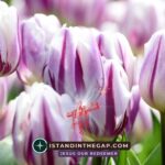 God’s Blessing Is Evident: A Daily Devotional (Genesis 24:31)