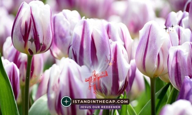 God’s Blessing Is Evident: A Daily Devotional (Genesis 24:31)
