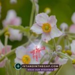 Inheritance That Endures: A Daily Devotional (1 Peter 1:3-4)