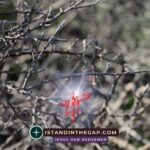 Dwelling Among Hostiles: A Daily Devotional (Psalm 120:5)