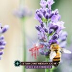 Preserved Wherever You Go: A Daily Devotional (2 Samuel 8:6)